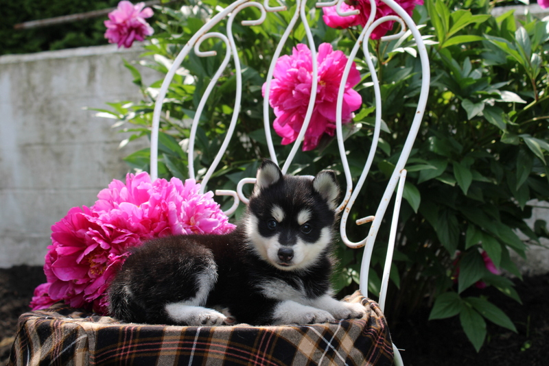 puppy, for, sale, Pomsky, Matthew B. Stoltzfus, dog, breeder, Gap, PA, dog-breeder, puppy-for-sale, forsale, nearby, find, puppyfind, locator, puppylocator, aca